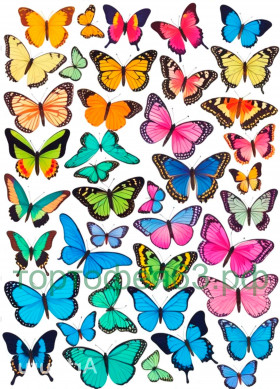 Бабочки разноцветные А4
